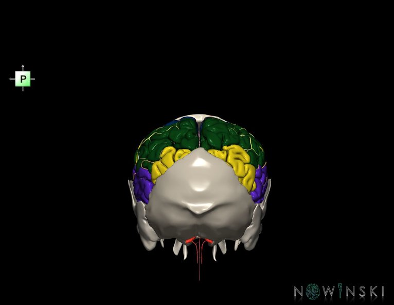 G8.T3.1-22.2_22.5.7.V3.C2.L0.Cerebrum-Neurocranium-No_parietal_bone.tiff