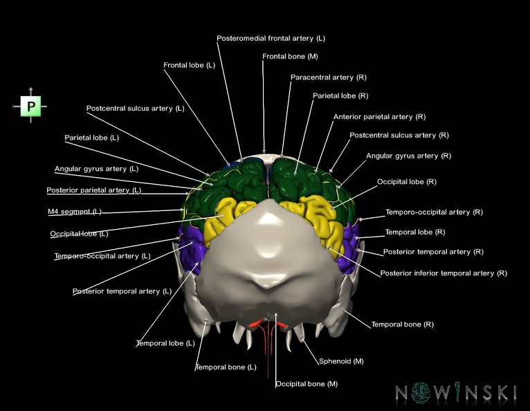 G8.T3.1-22.2_22.5.7.V3.C2.L1.Cerebrum-Neurocranium-No_parietal_bone.tiff