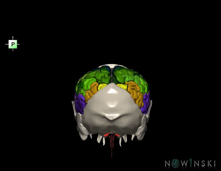 G8.T3.1-22.2_22.5.7.V3.C3-2.L0.Cerebrum-Neurocranium-No_parietal_bone.tiff