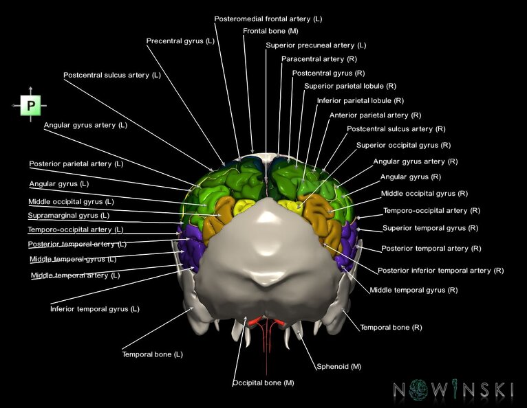 G8.T3.1-22.2_22.5.7.V3.C3-2.L1.Cerebrum-Neurocranium-No_parietal_bone.tiff