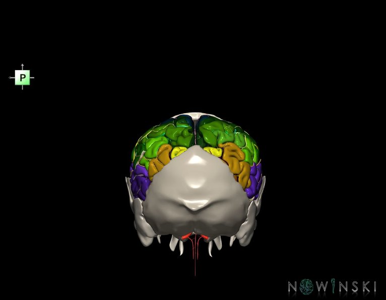 G8.T3.1-22.2_22.5.7.V3.C4-2.L0.Cerebrum-Neurocranium-No_parietal_bone.tiff