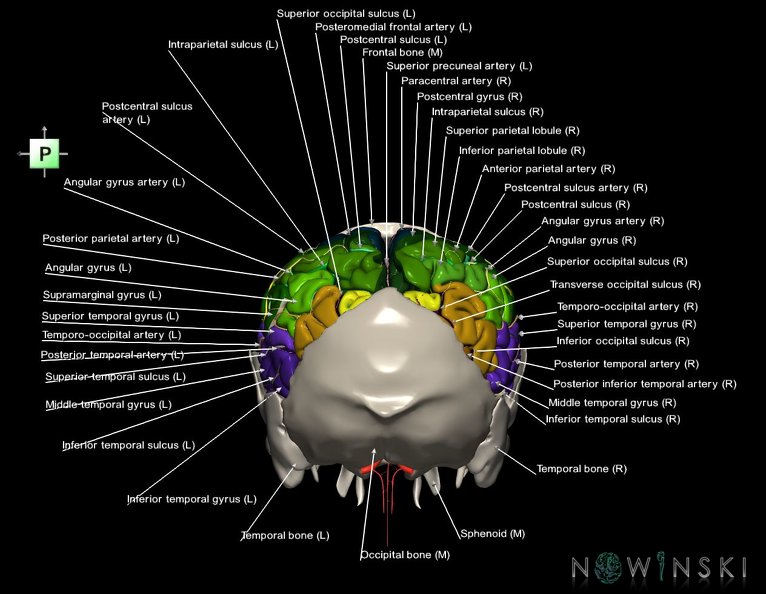 G8.T3.1-22.2_22.5.7.V3.C4-2.L1.Cerebrum-Neurocranium-No_parietal_bone.tiff