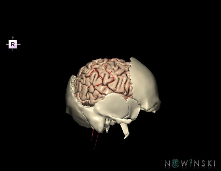 G8.T3.1-22.2_22.5.7.V4.C1.L0.Cerebrum-Neurocranium-No_parietal_bone.tiff