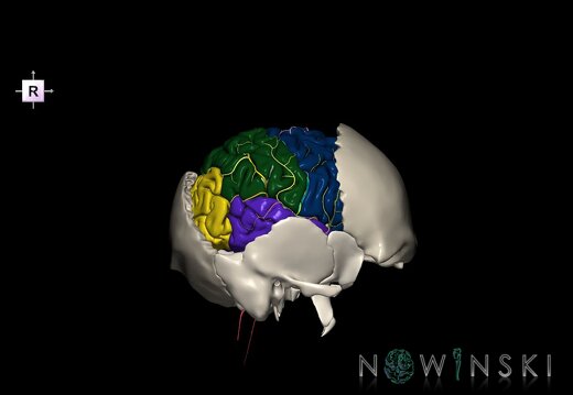 G8.T3.1-22.2 22.5.7.V4.C2.L0.Cerebrum-Neurocranium-No parietal bone
