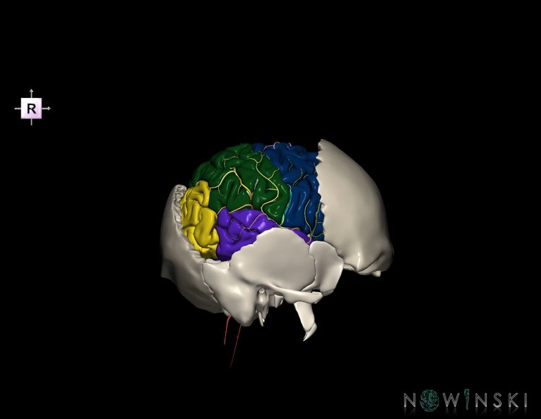 G8.T3.1-22.2_22.5.7.V4.C2.L0.Cerebrum-Neurocranium-No_parietal_bone.tiff