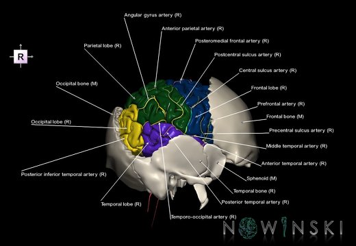G8.T3.1-22.2 22.5.7.V4.C2.L1.Cerebrum-Neurocranium-No parietal bone