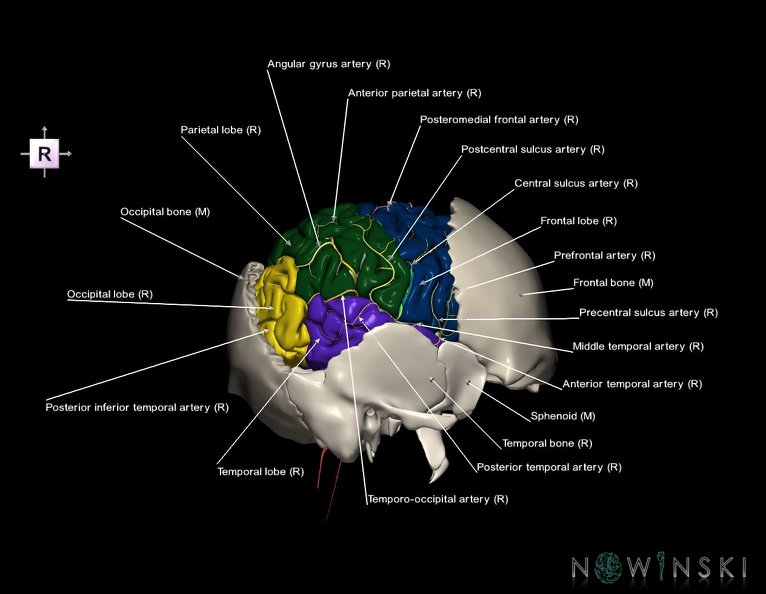 G8.T3.1-22.2_22.5.7.V4.C2.L1.Cerebrum-Neurocranium-No_parietal_bone.tiff