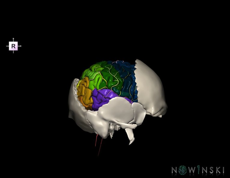G8.T3.1-22.2_22.5.7.V4.C3-2.L0.Cerebrum-Neurocranium-No_parietal_bone.tiff