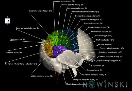 G8.T3.1-22.2 22.5.7.V4.C3-2.L1.Cerebrum-Neurocranium-No parietal bone