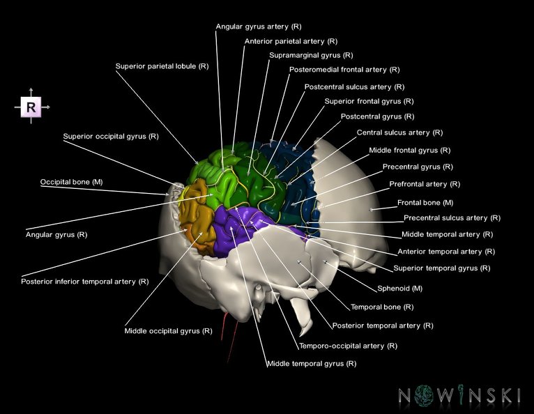 G8.T3.1-22.2_22.5.7.V4.C3-2.L1.Cerebrum-Neurocranium-No_parietal_bone.tiff