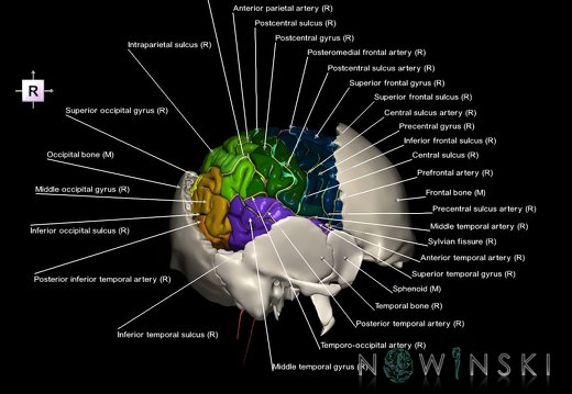 G8.T3.1-22.2 22.5.7.V4.C4-2.L1.Cerebrum-Neurocranium-No parietal bone
