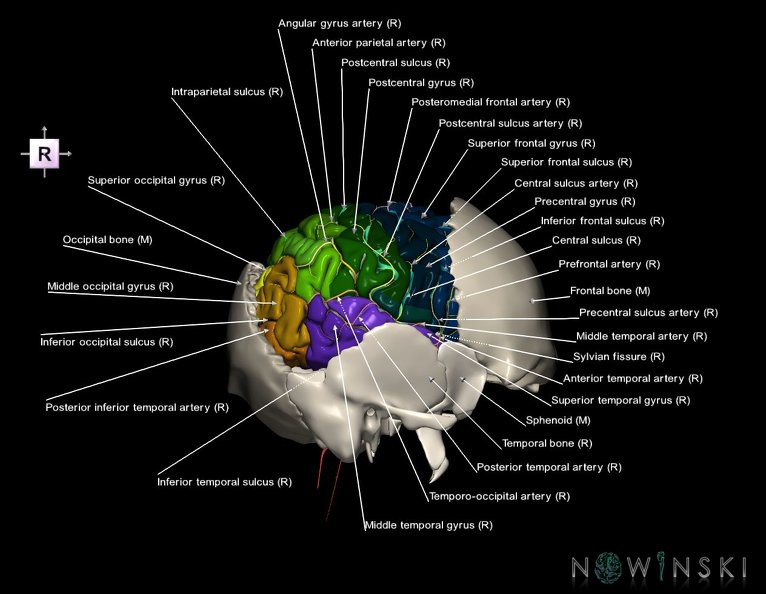 G8.T3.1-22.2_22.5.7.V4.C4-2.L1.Cerebrum-Neurocranium-No_parietal_bone.tiff