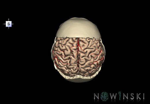 G8.T3.1-22.2 22.5.7.V5.C1.L0.Cerebrum-Neurocranium-No parietal bone