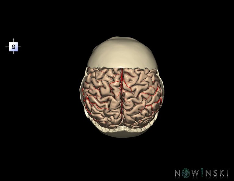G8.T3.1-22.2_22.5.7.V5.C1.L0.Cerebrum-Neurocranium-No_parietal_bone.tiff