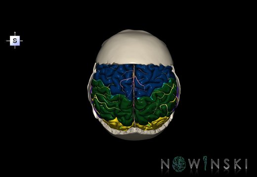 G8.T3.1-22.2 22.5.7.V5.C2.L0.Cerebrum-Neurocranium-No parietal bone