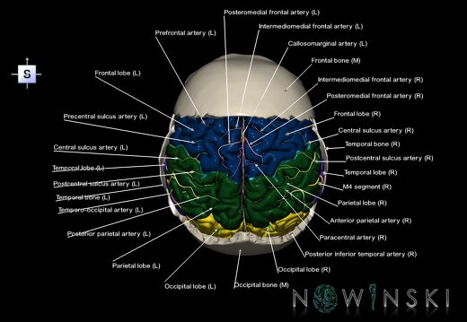G8.T3.1-22.2 22.5.7.V5.C2.L1.Cerebrum-Neurocranium-No parietal bone