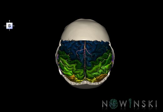 G8.T3.1-22.2 22.5.7.V5.C3-2.L0.Cerebrum-Neurocranium-No parietal bone