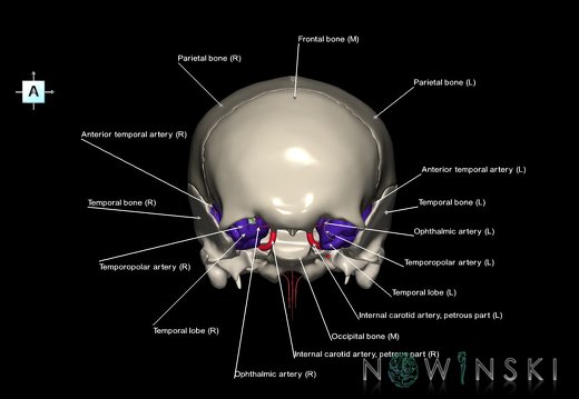 G8.T3.1-15.2-22.2 22.5.8.V1.C2.L1.Cerebrum-Intracranial arteries-Neurocranium-No sphenoid