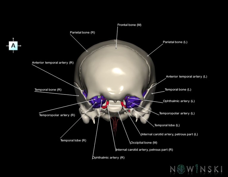 G8.T3.1-15.2-22.2_22.5.8.V1.C2.L1.Cerebrum-Intracranial_arteries-Neurocranium-No_sphenoid.tiff