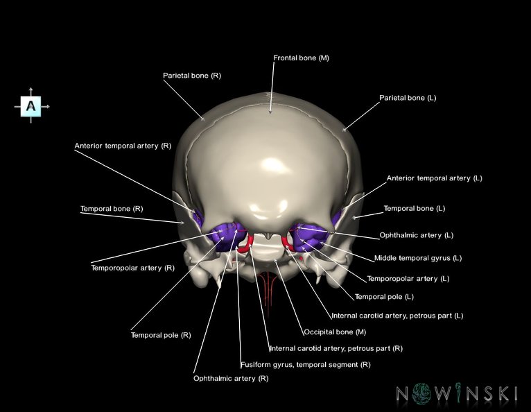 G8.T3.1-15.2-22.2_22.5.8.V1.C3-2.L1.Cerebrum-Intracranial_arteries-Neurocranium-No_sphenoid.tiff