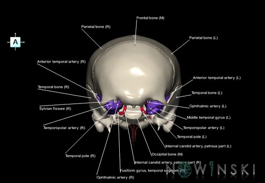 G8.T3.1-15.2-22.2 22.5.8.V1.C4-2.L1.Cerebrum-Intracranial arteries-Neurocranium-No sphenoid