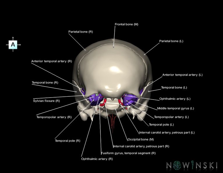 G8.T3.1-15.2-22.2_22.5.8.V1.C4-2.L1.Cerebrum-Intracranial_arteries-Neurocranium-No_sphenoid.tiff