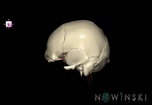 G8.T3.1-15.2-22.2 22.5.8.V2.C1.L0.Cerebrum-Intracranial arteries-Neurocranium-No sphenoid