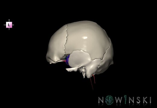 G8.T3.1-15.2-22.2 22.5.8.V2.C2.L0.Cerebrum-Intracranial arteries-Neurocranium-No sphenoid