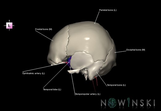 G8.T3.1-15.2-22.2 22.5.8.V2.C2.L1.Cerebrum-Intracranial arteries-Neurocranium-No sphenoid