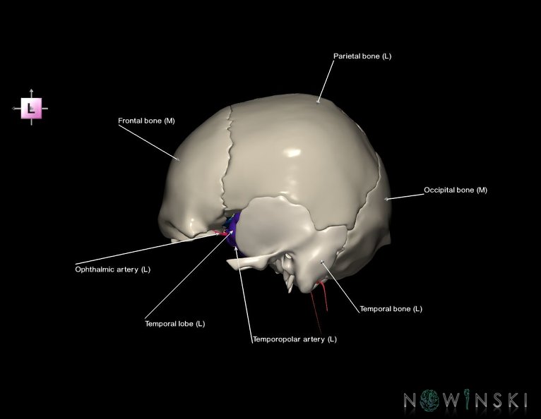 G8.T3.1-15.2-22.2_22.5.8.V2.C2.L1.Cerebrum-Intracranial_arteries-Neurocranium-No_sphenoid.tiff