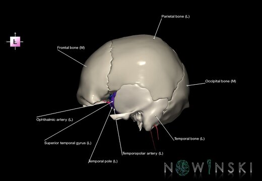 G8.T3.1-15.2-22.2 22.5.8.V2.C3-2.L1.Cerebrum-Intracranial arteries-Neurocranium-No sphenoid