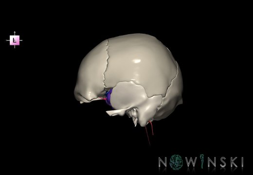 G8.T3.1-15.2-22.2 22.5.8.V2.C4-2.L0.Cerebrum-Intracranial arteries-Neurocranium-No sphenoid