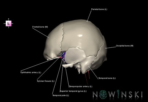 G8.T3.1-15.2-22.2 22.5.8.V2.C4-2.L1.Cerebrum-Intracranial arteries-Neurocranium-No sphenoid