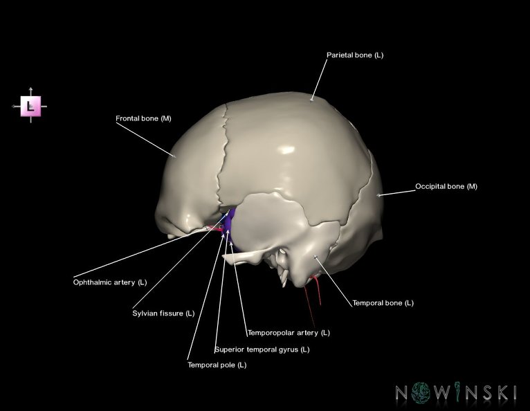G8.T3.1-15.2-22.2_22.5.8.V2.C4-2.L1.Cerebrum-Intracranial_arteries-Neurocranium-No_sphenoid.tiff