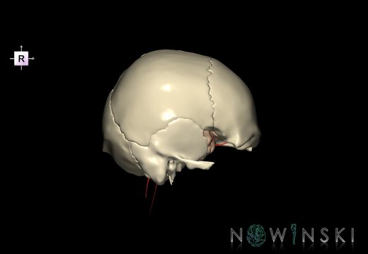 G8.T3.1-15.2-22.2 22.5.8.V4.C1.L0.Cerebrum-Intracranial arteries-Neurocranium-No sphenoid