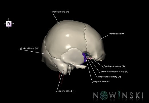 G8.T3.1-15.2-22.2 22.5.8.V4.C2.L1.Cerebrum-Intracranial arteries-Neurocranium-No sphenoid