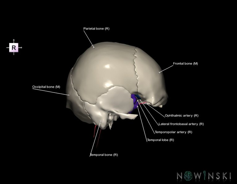 G8.T3.1-15.2-22.2_22.5.8.V4.C2.L1.Cerebrum-Intracranial_arteries-Neurocranium-No_sphenoid.tiff