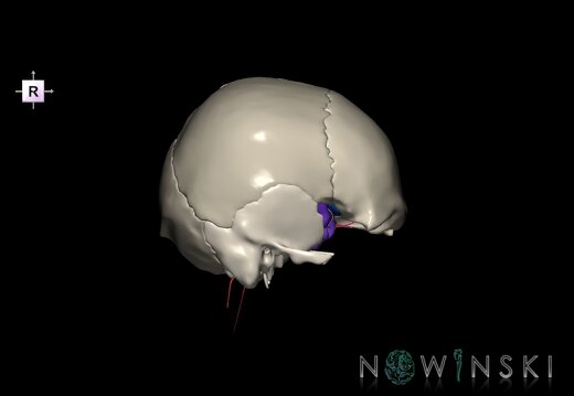 G8.T3.1-15.2-22.2 22.5.8.V4.C4-2.L0.Cerebrum-Intracranial arteries-Neurocranium-No sphenoid