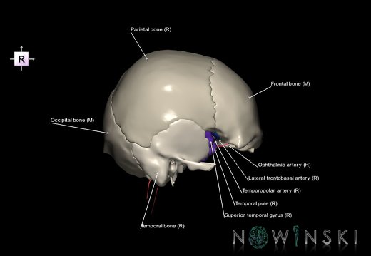 G8.T3.1-15.2-22.2 22.5.8.V4.C4-2.L1.Cerebrum-Intracranial arteries-Neurocranium-No sphenoid