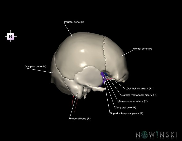G8.T3.1-15.2-22.2_22.5.8.V4.C4-2.L1.Cerebrum-Intracranial_arteries-Neurocranium-No_sphenoid.tiff