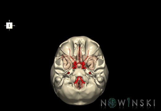 G8.T3.1-15.2-22.2 22.5.8.V6.C1.L0.Cerebrum-Intracranial arteries-Neurocranium-No sphenoid
