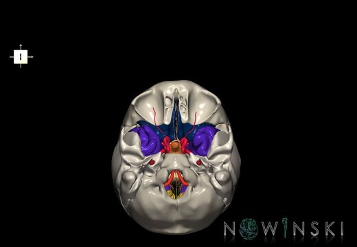 G8.T3.1-15.2-22.2 22.5.8.V6.C2.L0.Cerebrum-Intracranial arteries-Neurocranium-No sphenoid