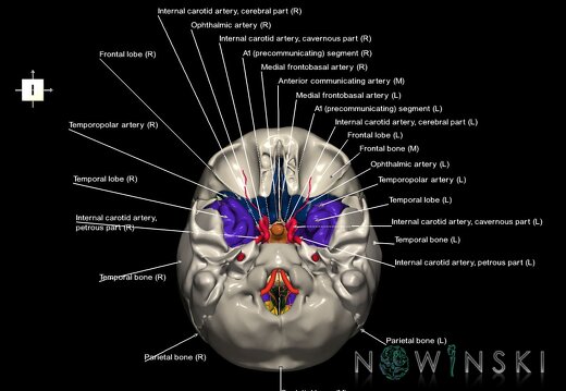 G8.T3.1-15.2-22.2 22.5.8.V6.C2.L1.Cerebrum-Intracranial arteries-Neurocranium-No sphenoid