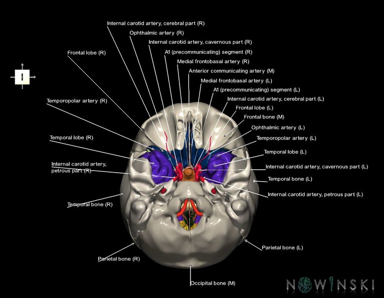 G8.T3.1-15.2-22.2_22.5.8.V6.C2.L1.Cerebrum-Intracranial_arteries-Neurocranium-No_sphenoid.tiff