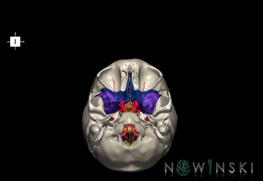 G8.T3.1-15.2-22.2 22.5.8.V6.C3-2.L0.Cerebrum-Intracranial arteries-Neurocranium-No sphenoid