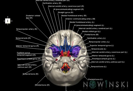 G8.T3.1-15.2-22.2 22.5.8.V6.C3-2.L1.Cerebrum-Intracranial arteries-Neurocranium-No sphenoid