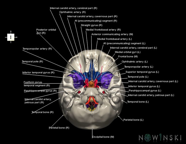 G8.T3.1-15.2-22.2_22.5.8.V6.C3-2.L1.Cerebrum-Intracranial_arteries-Neurocranium-No_sphenoid.tiff