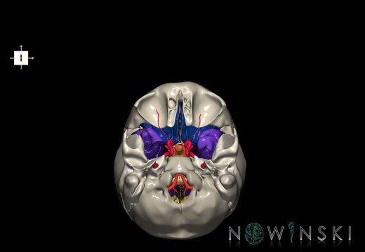 G8.T3.1-15.2-22.2 22.5.8.V6.C4-2.L0.Cerebrum-Intracranial arteries-Neurocranium-No sphenoid