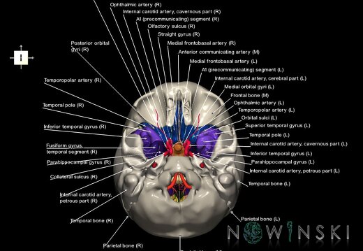 G8.T3.1-15.2-22.2 22.5.8.V6.C4-2.L1.Cerebrum-Intracranial arteries-Neurocranium-No sphenoid