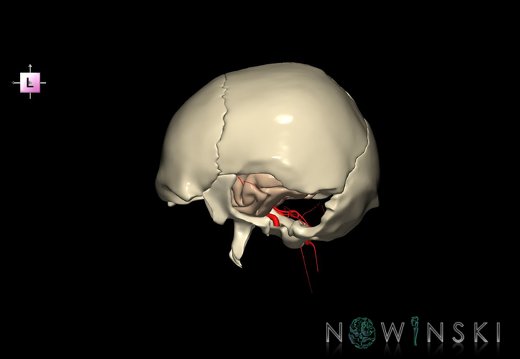 G8.T3.1-15.2-22.2 22.5.9.V2.C1.L0.Cerebrum-Intracranial arteries-Neurocranium-No temporal bone